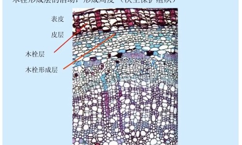 氢气泡功效网 | 氢汽水有什么作用,氢气泡脚的功效和作用